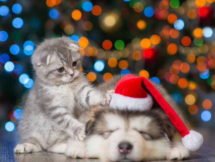 Holiday, pets, puppy bowl, petco, christmas